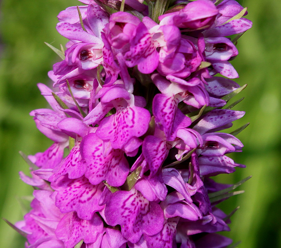 Image of Dactylorhiza praetermissa specimen.