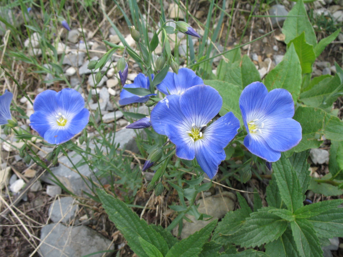 Изображение особи Linum altaicum.