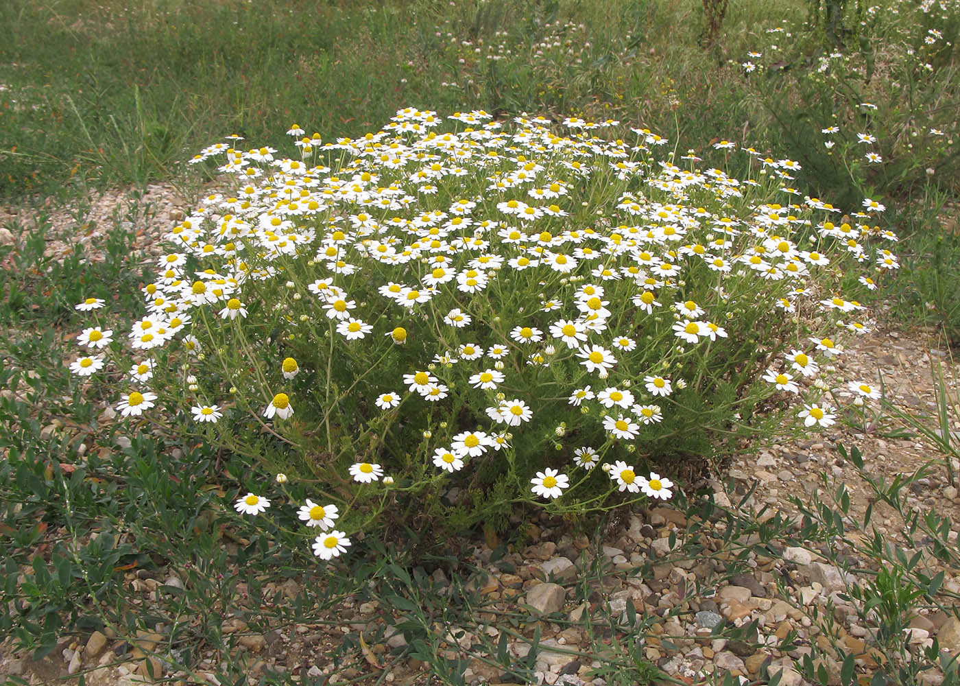 Image of Matricaria recutita specimen.