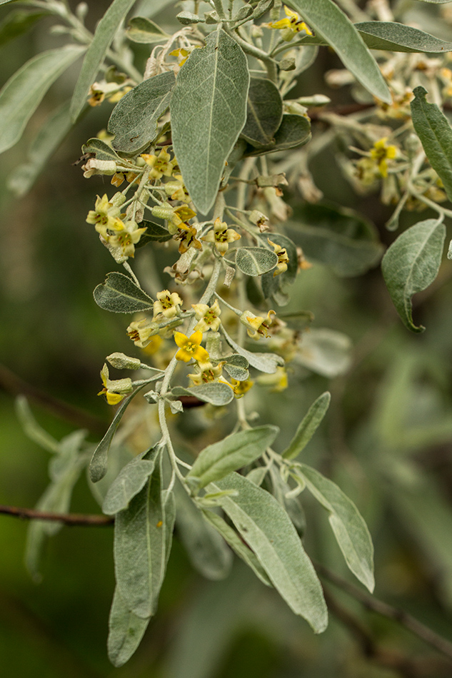 Image of Elaeagnus angustifolia specimen.