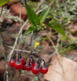 Solanum kitagawae