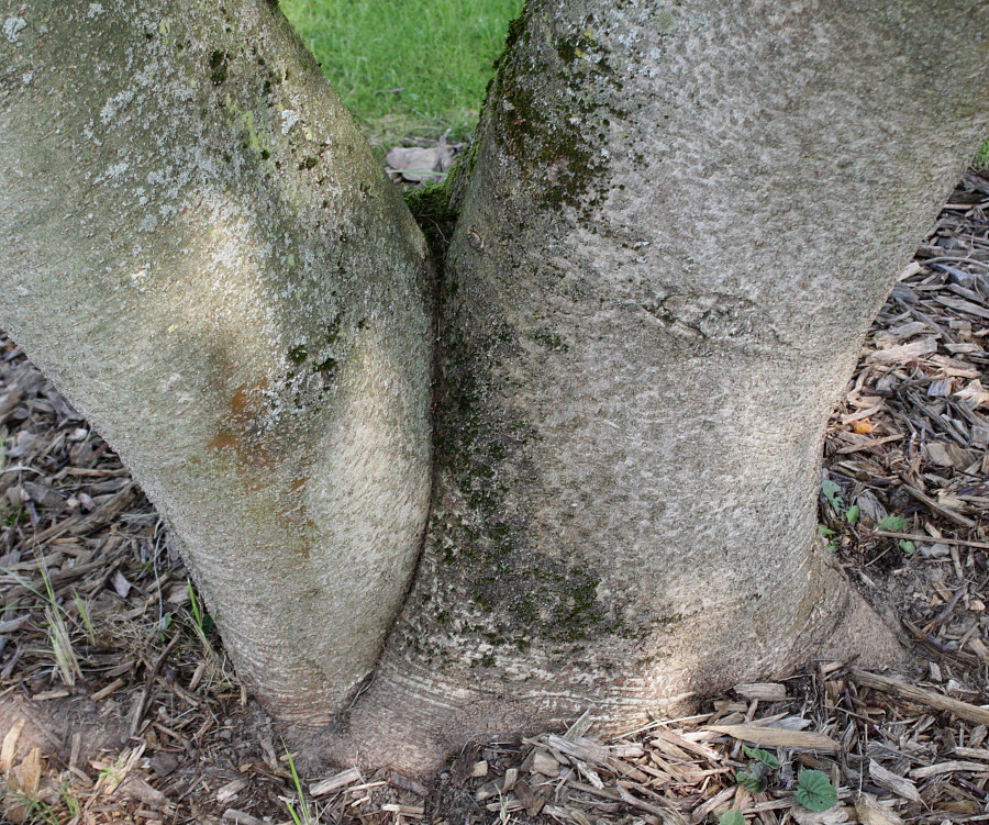 Image of Idesia polycarpa specimen.