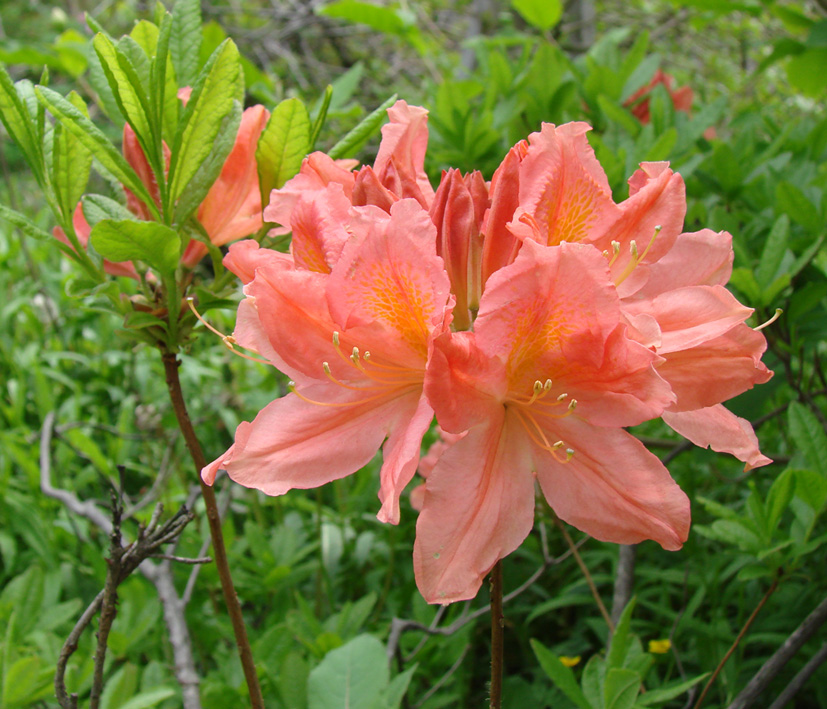 Image of genus Rhododendron specimen.