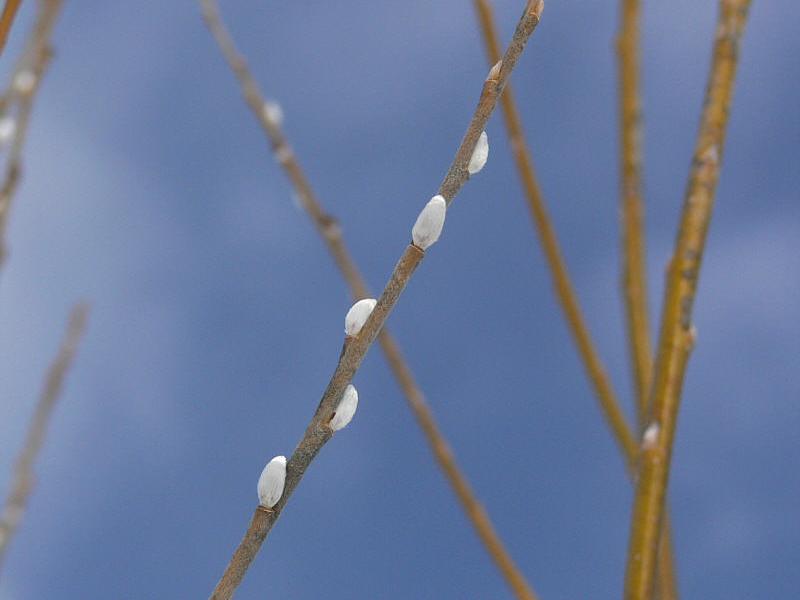 Image of Salix udensis specimen.