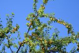 Prunus cerasifera. Ветви с плодами. Узбекистан, г. Ташкент, Ботанический сад им. Ф.Н. Русанова, 04.07.2009.