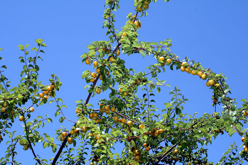 Image of Prunus cerasifera specimen.