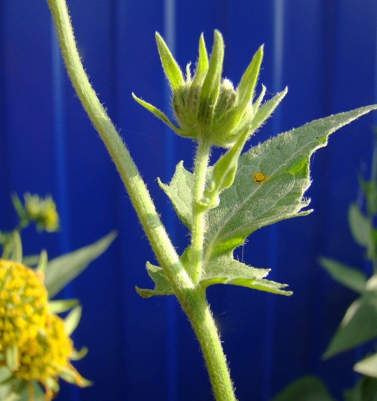 Image of Verbesina encelioides specimen.