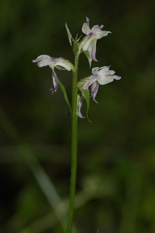 Изображение особи Dactylorhiza &times; mixta.