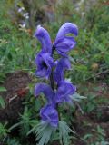 Aconitum altaicum