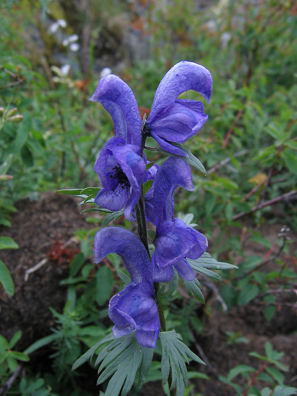 Image of Aconitum altaicum specimen.