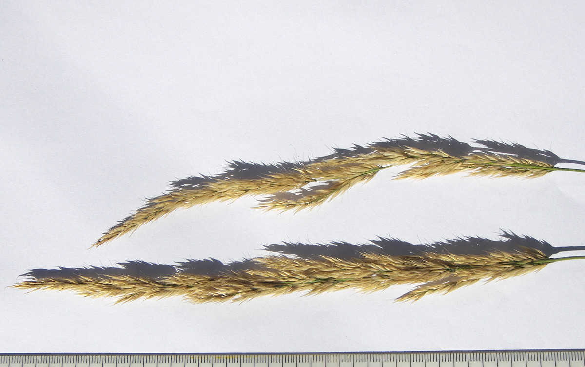 Image of Calamagrostis teberdensis specimen.