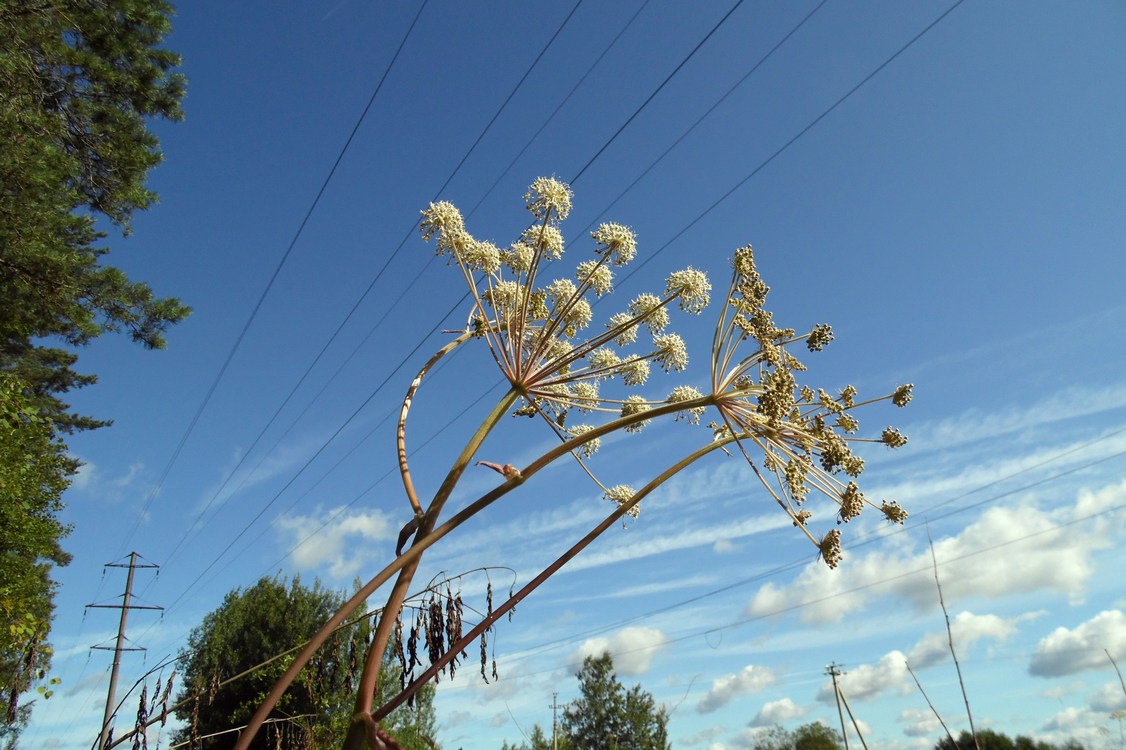 Image of Angelica sylvestris specimen.