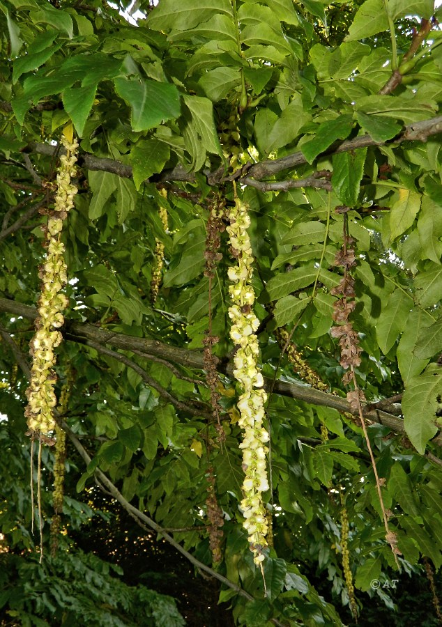 Image of Pterocarya fraxinifolia specimen.