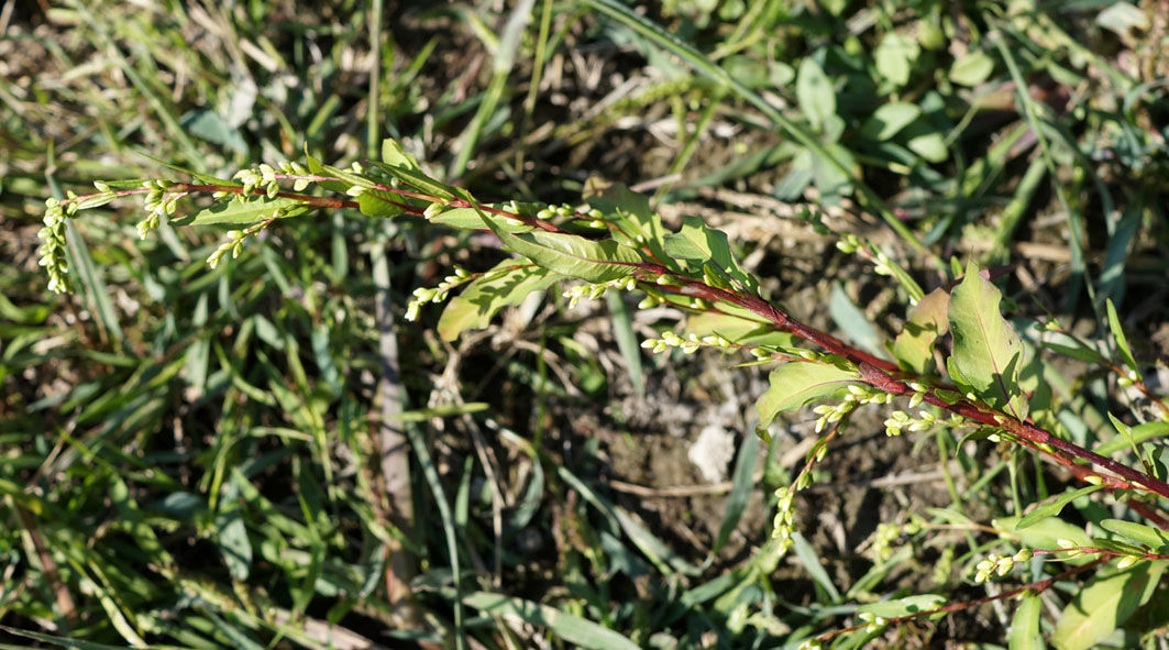 Image of Persicaria hydropiper specimen.