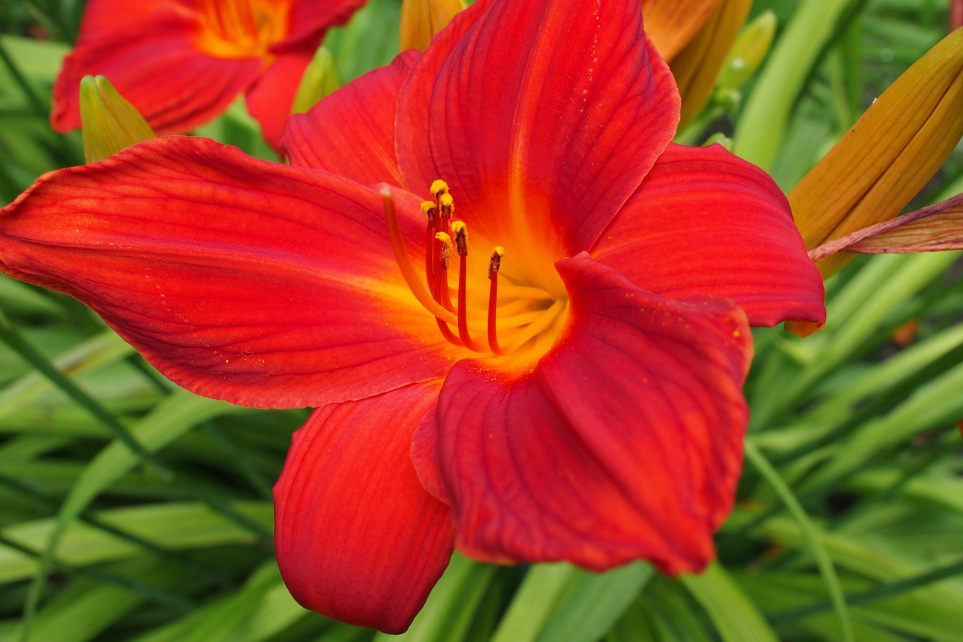 Image of Hemerocallis &times; hybrida specimen.