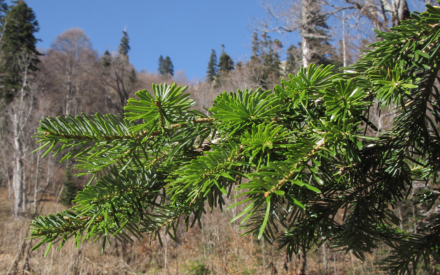 Image of Abies nordmanniana specimen.