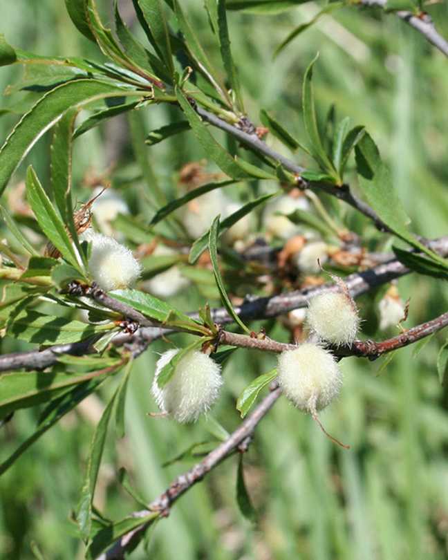 Image of Amygdalus nana specimen.