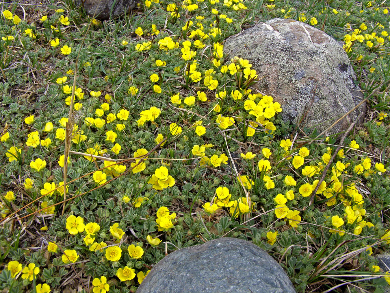 Image of Potentilla acaulis specimen.