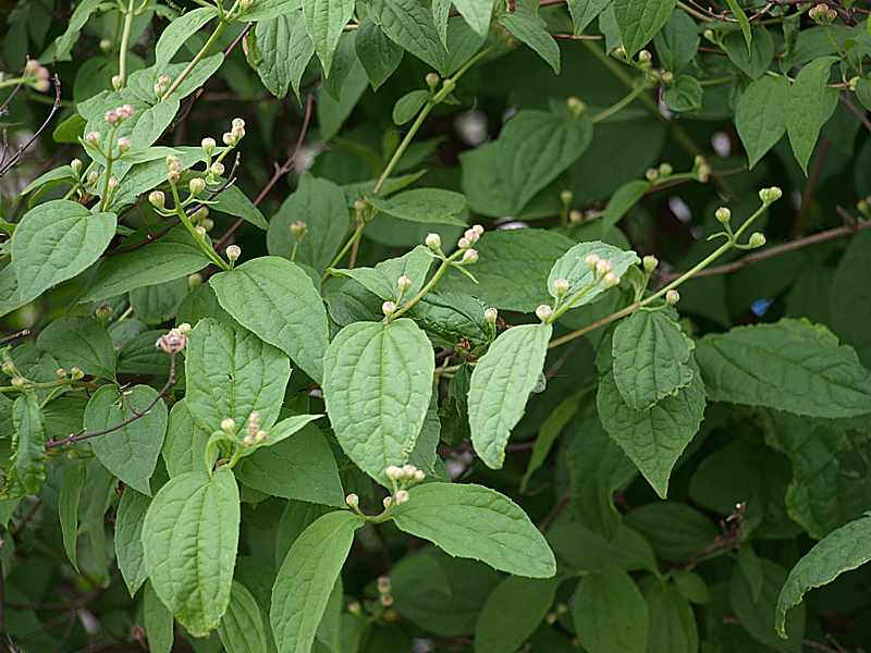 Image of Philadelphus coronarius specimen.