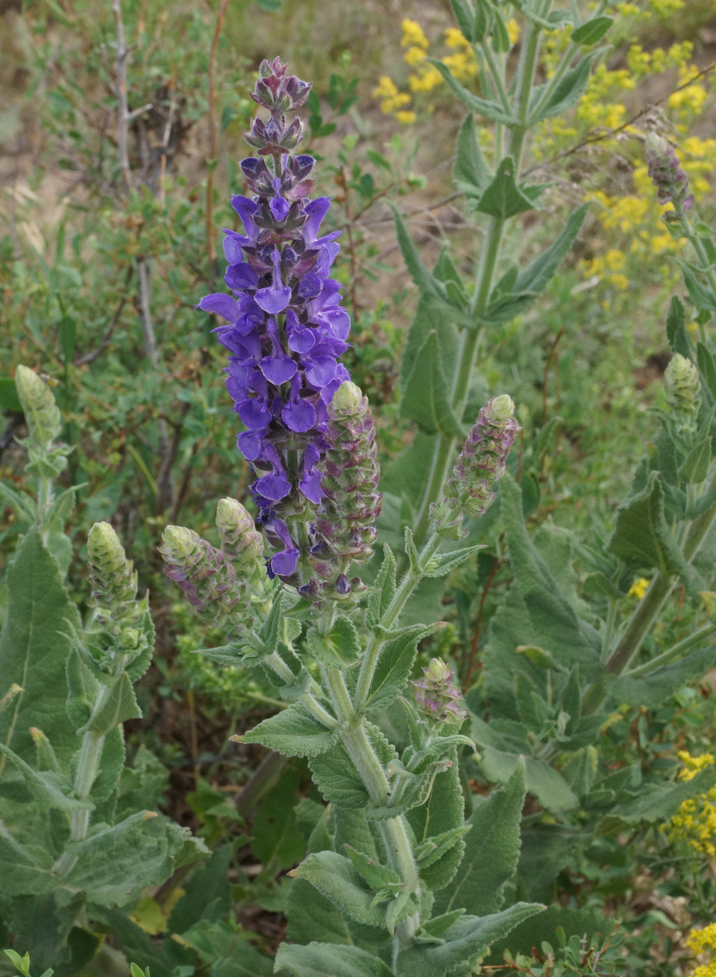 Изображение особи Salvia deserta.