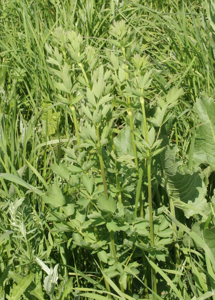 Image of Thalictrum flavum specimen.