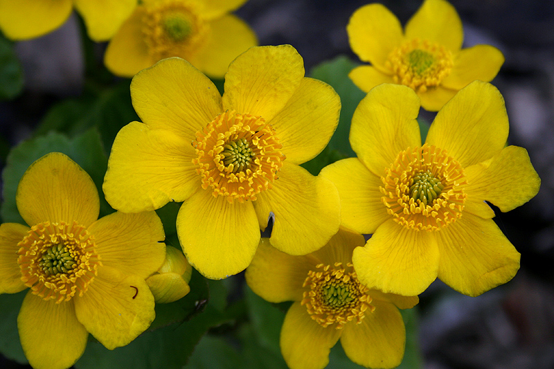 Image of Caltha palustris specimen.