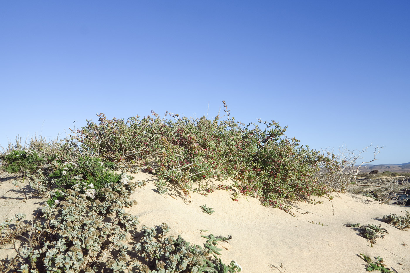 Изображение особи Salsola divaricata.