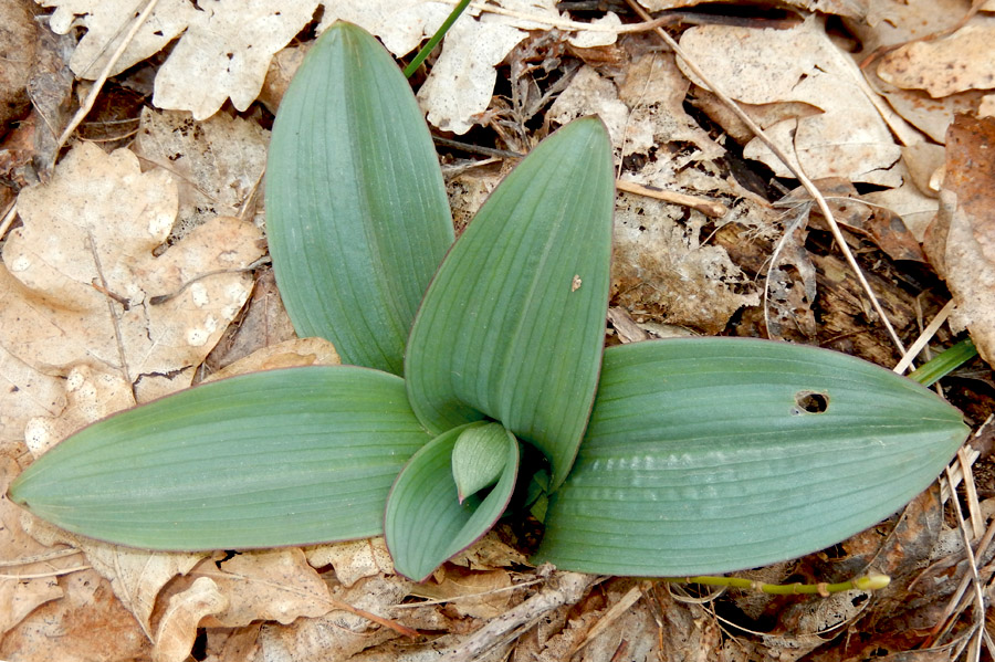 Image of Orchis simia specimen.