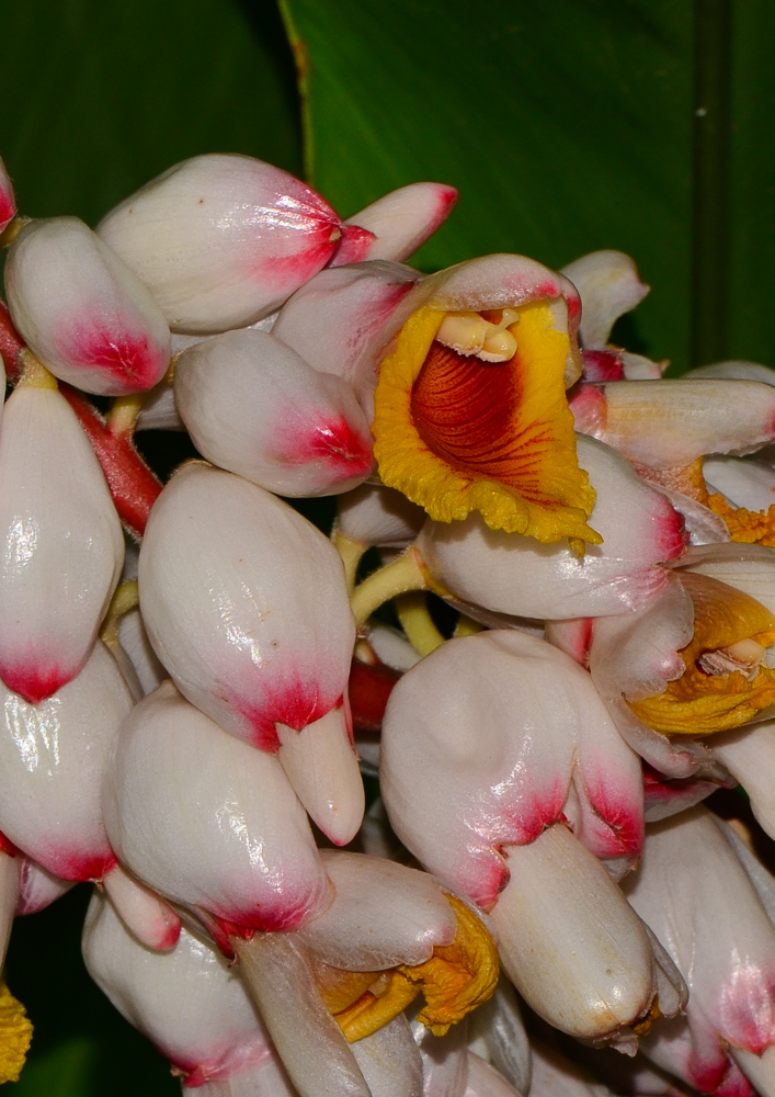 Image of Alpinia zerumbet specimen.