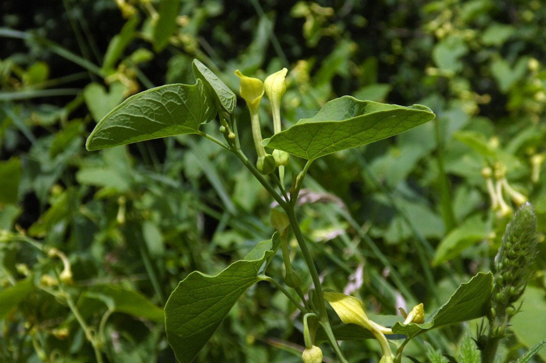 Image of Aristolochia clematitis specimen.