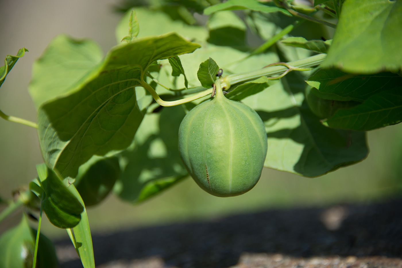 Image of Aristolochia clematitis specimen.