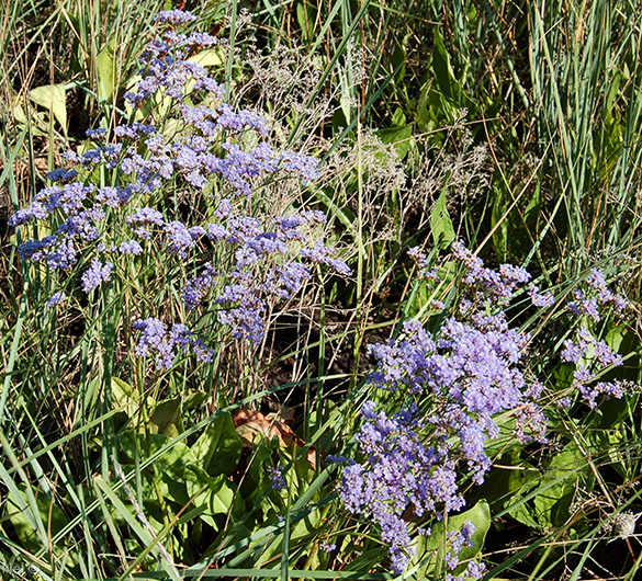 Image of Limonium gmelinii specimen.