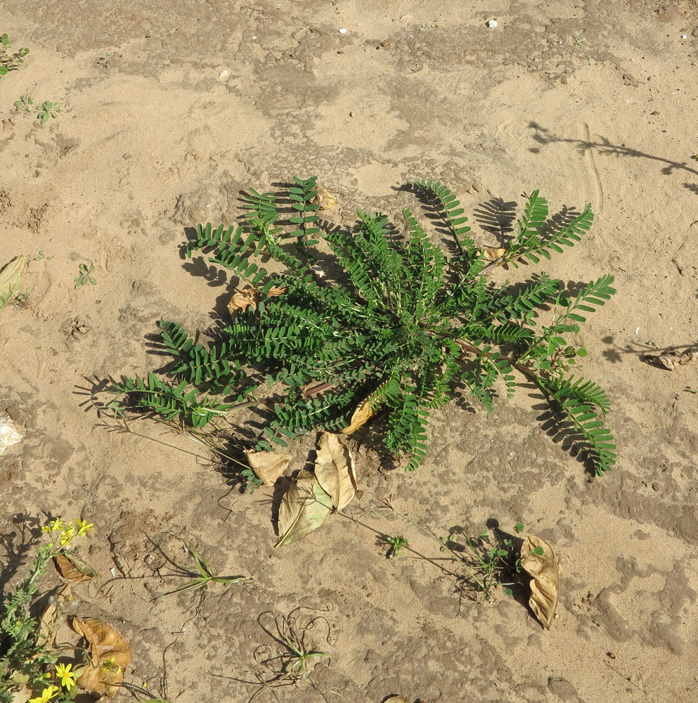 Image of Astragalus boeticus specimen.