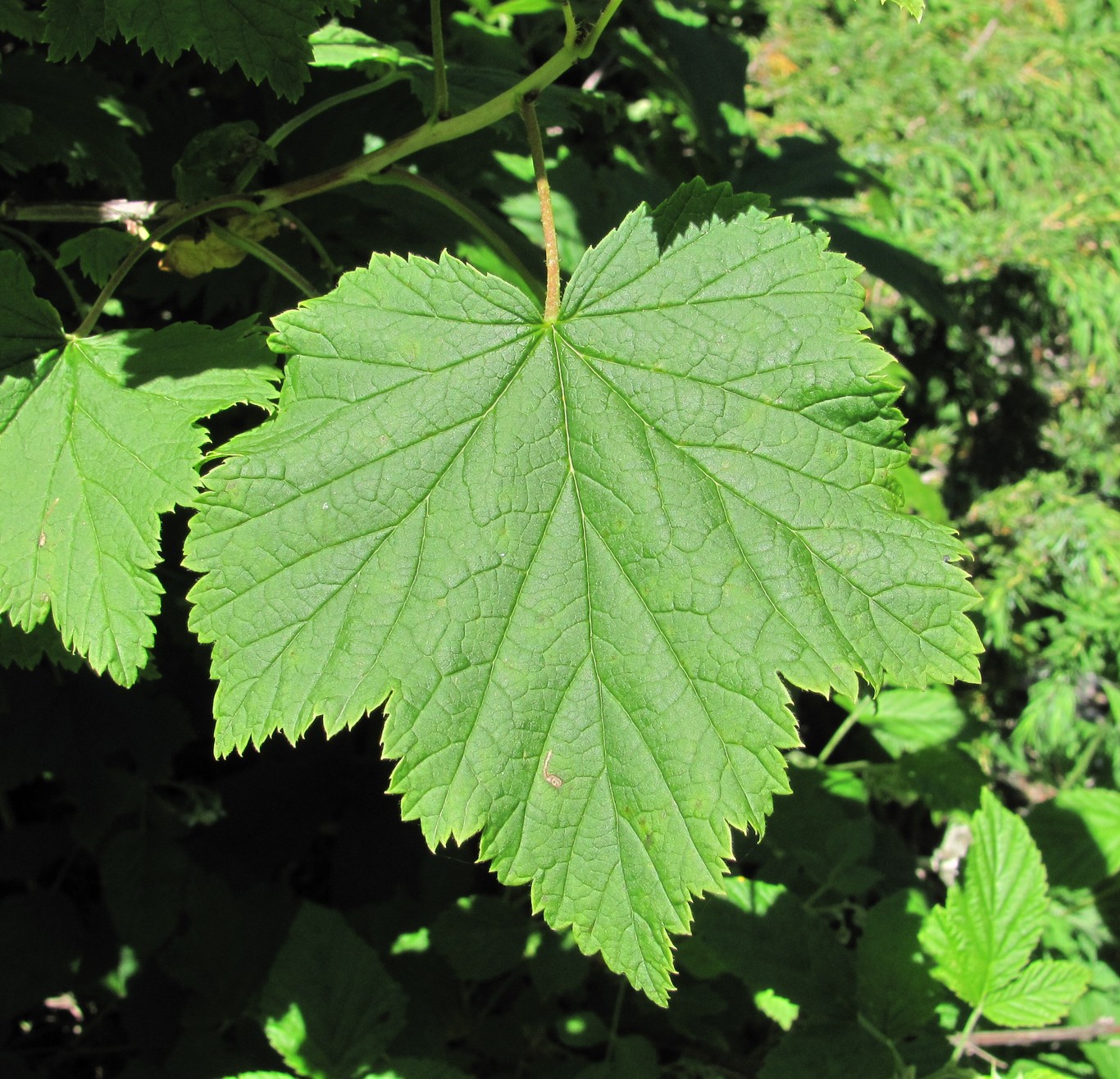 Image of Ribes biebersteinii specimen.