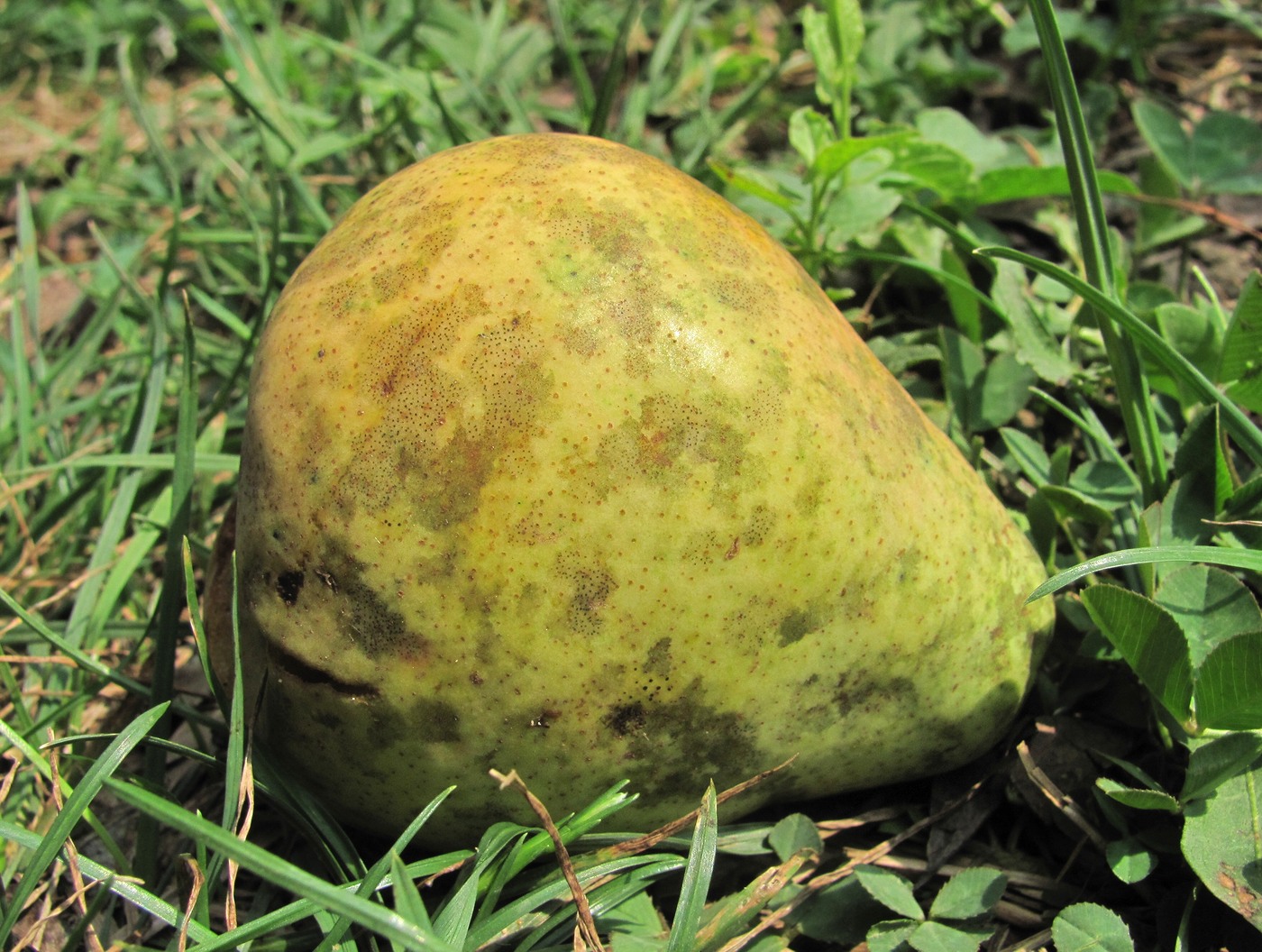 Image of Pyrus communis specimen.