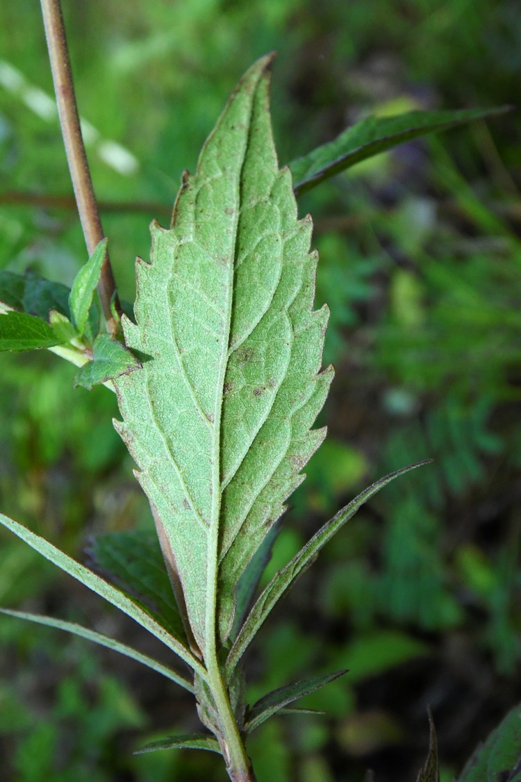 Image of Eupatorium cannabinum specimen.