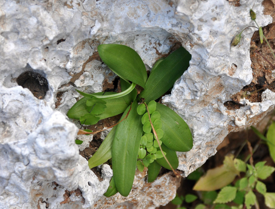 Image of Habenaria socotrana specimen.