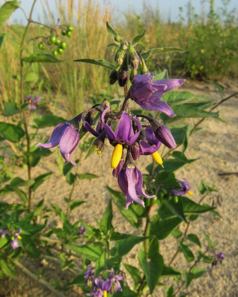 Image of Solanum dulcamara specimen.