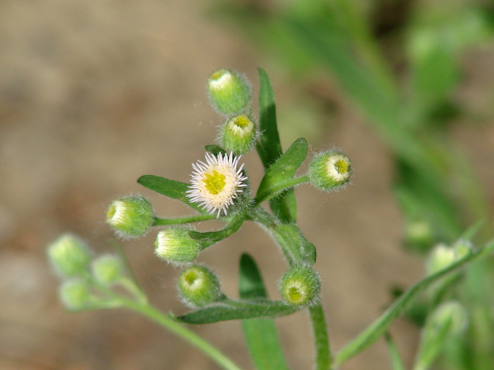 Image of Erigeron acris specimen.