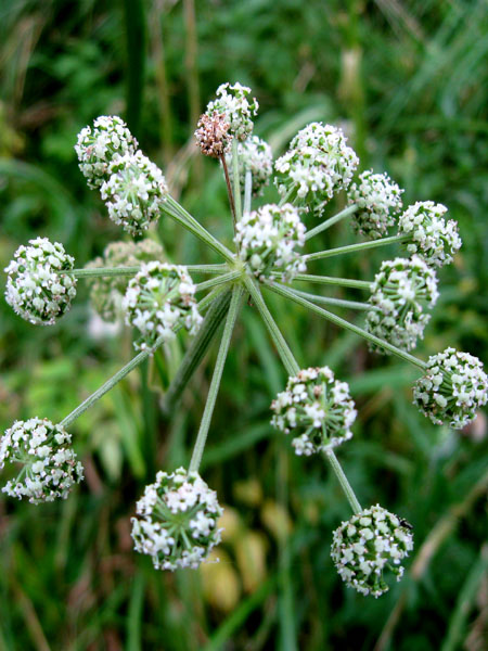 Изображение особи Angelica sylvestris.