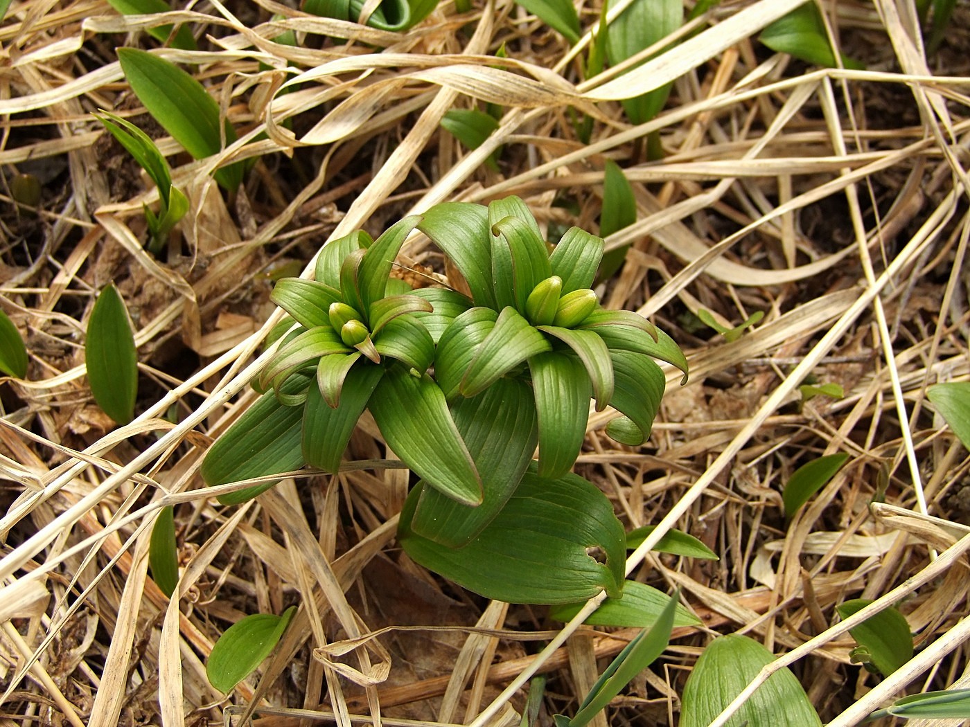 Image of Fritillaria camschatcensis specimen.