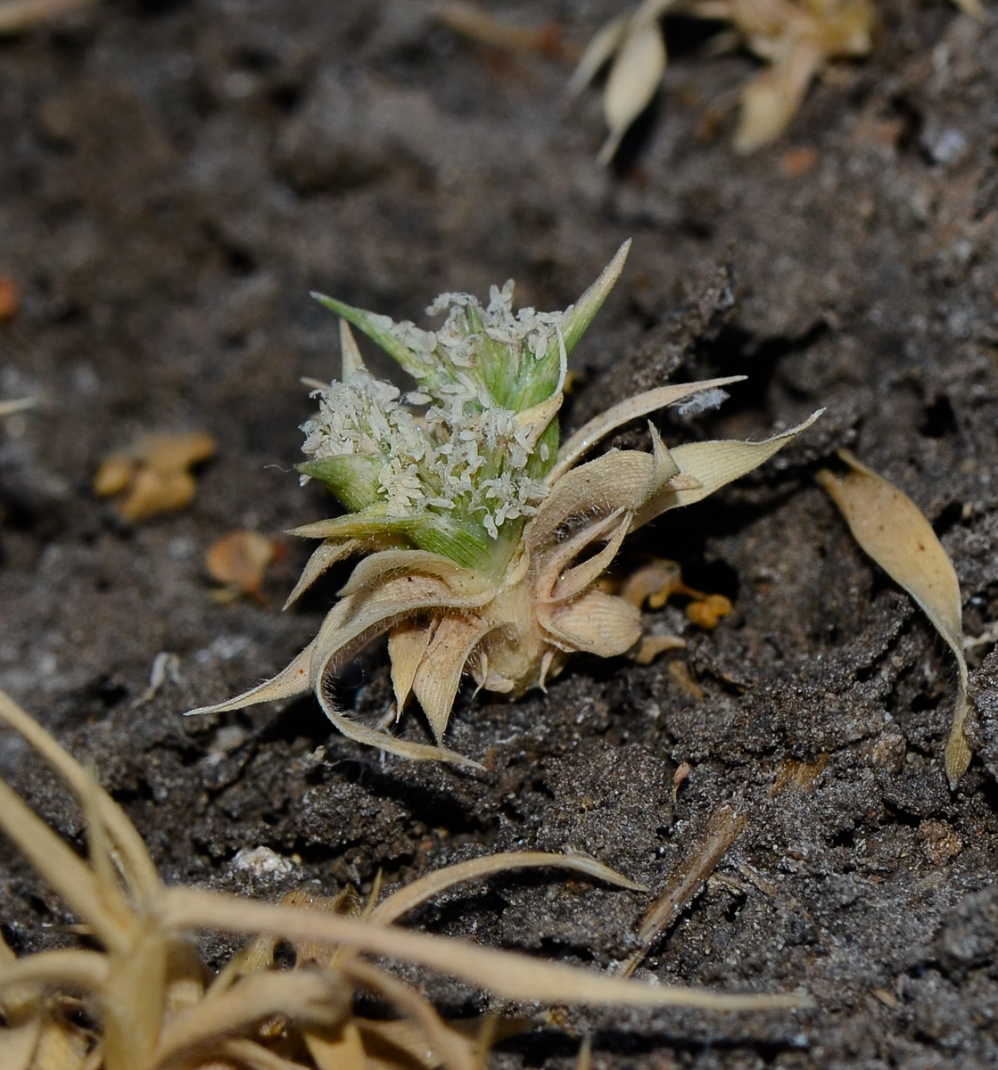 Image of Crypsis schoenoides specimen.