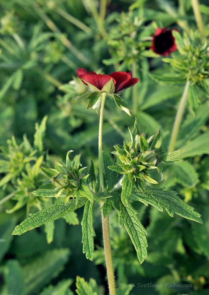 Изображение особи Potentilla thurberi.