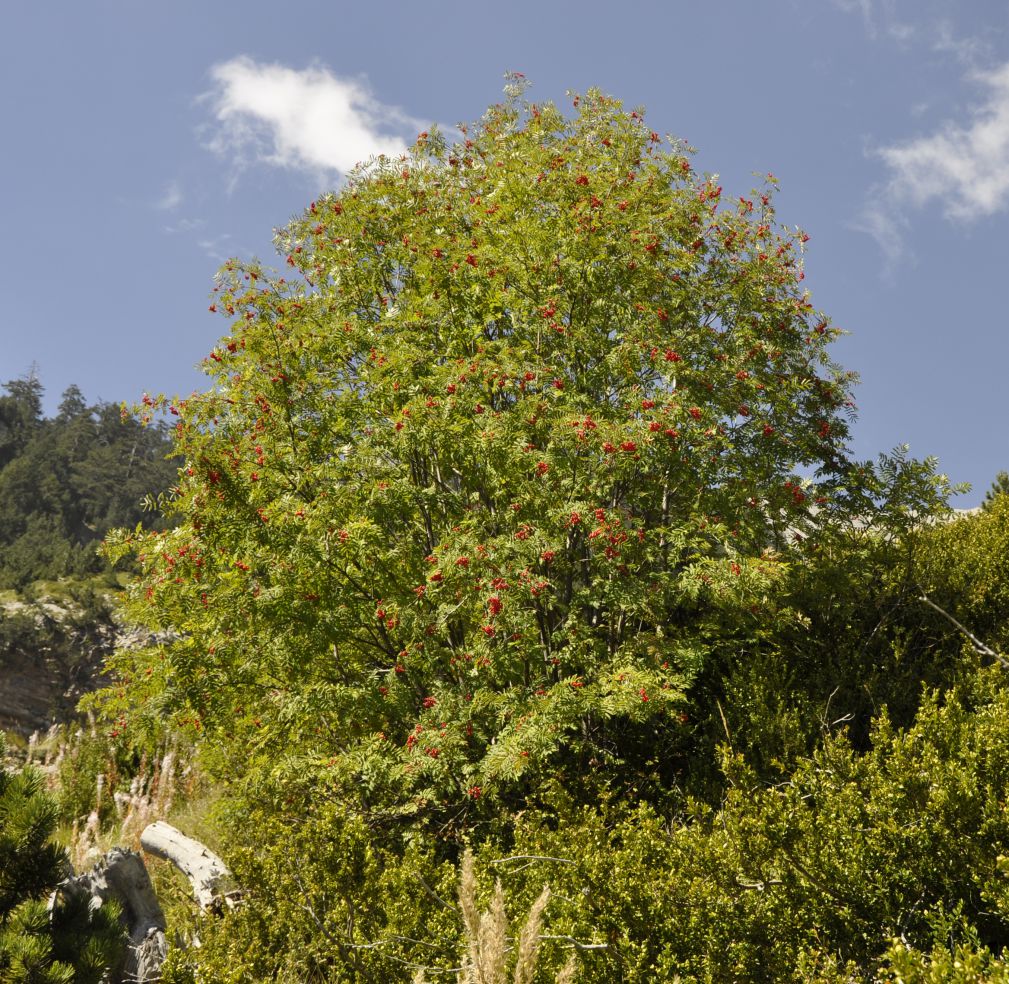 Image of Sorbus aucuparia specimen.