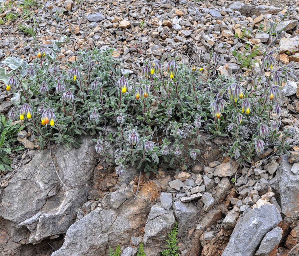 Image of Onosma frutescens specimen.