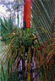 familia Arecaceae. Соцветие. Малайзия, о. Борнео, национальный парк Мулу, территория около гостиницы. Октябрь 2004 г.