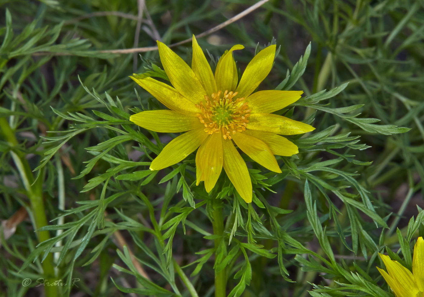 Image of Adonis volgensis specimen.