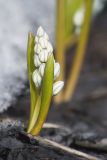 Puschkinia scilloides. Расцветающее растение на фоне тающего сугроба. Мурманск, МАГУ, на клумбе в культуре. 16.05.2017.