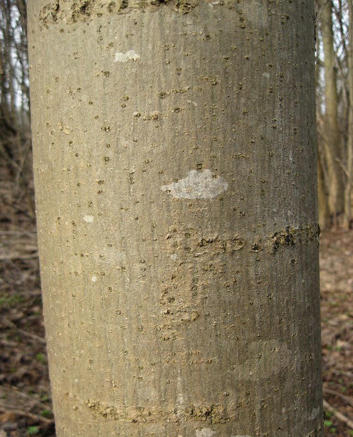 Image of Fraxinus excelsior specimen.