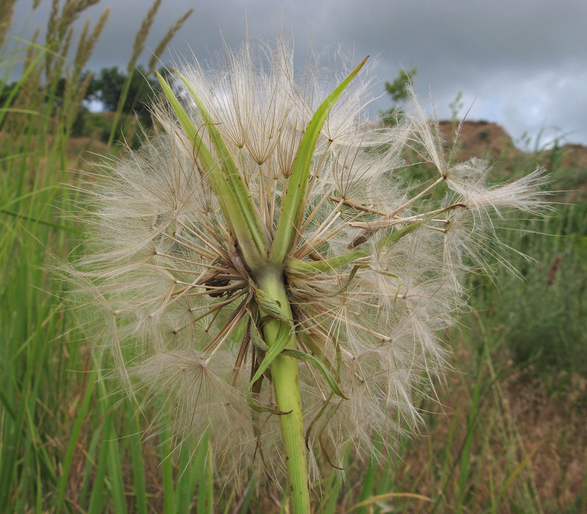 Image of Tragopogon dubius specimen.